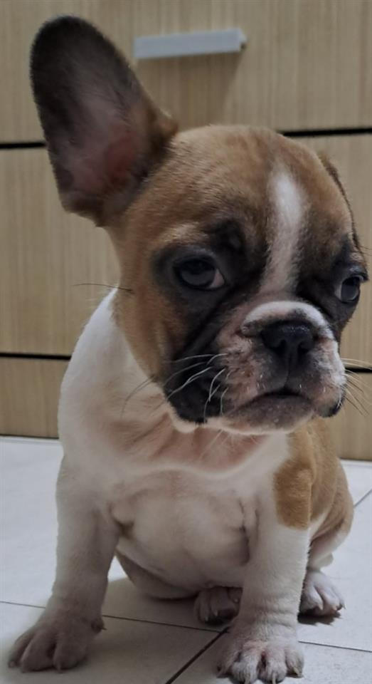 Francuski-Buldog