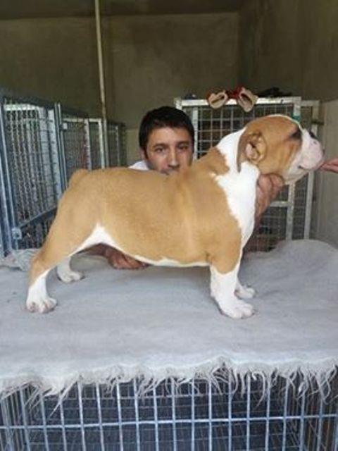 Engleski-buldog--štenci