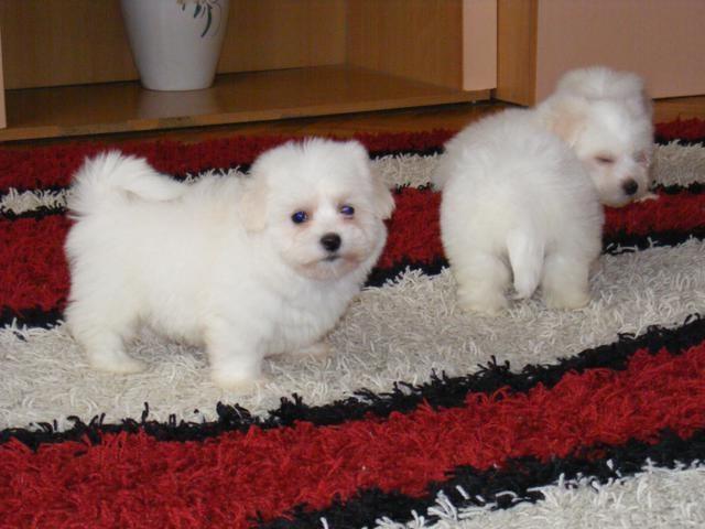 Coton-de-Tulear