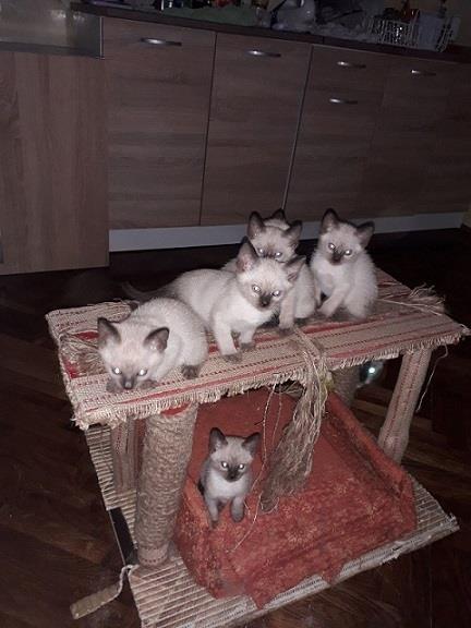 Sijamski-mačići