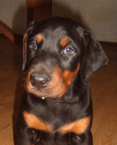 Doberman-crni-stenci