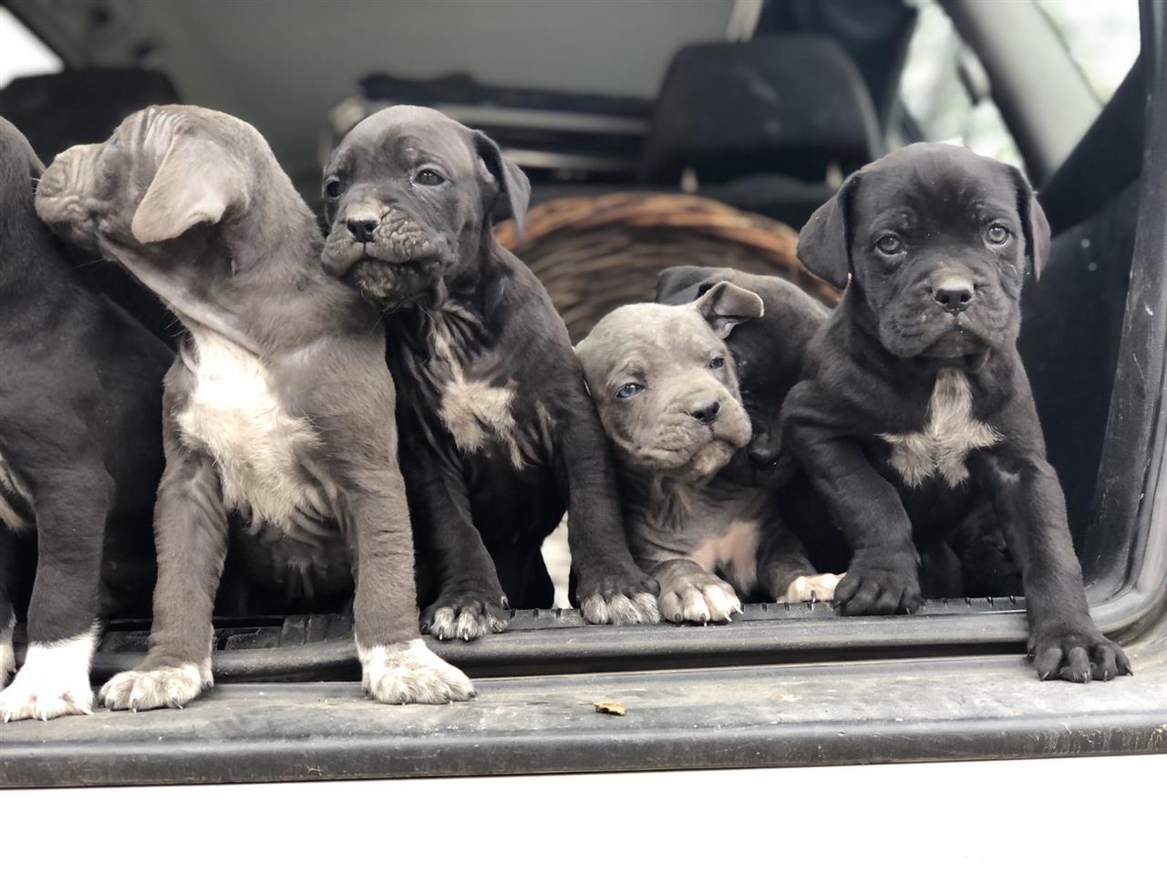 Na-prodaju-stenci-Cane-Corso