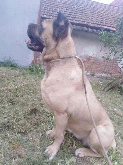 Cane-Corso-zenka