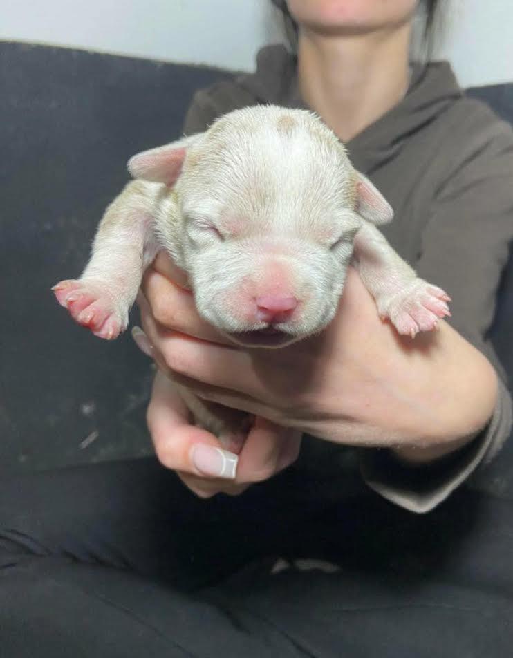 American-bully-pocket