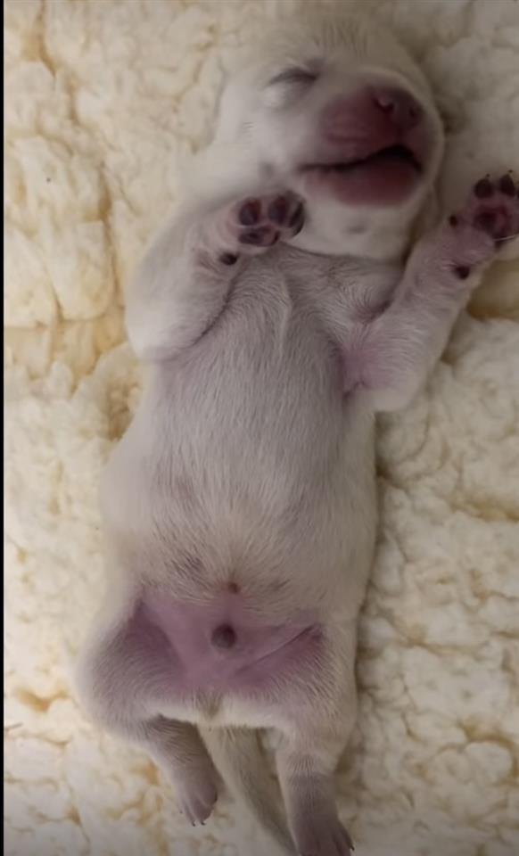 Štenci-labrador-retrivera-