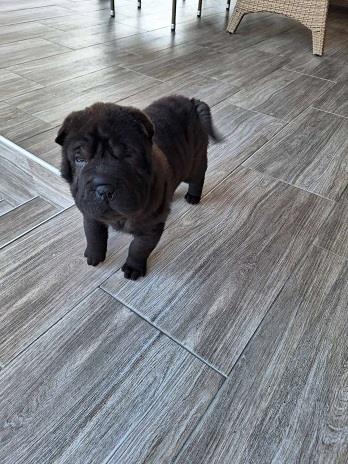 Shar-Pei---Šar-pej-štene
