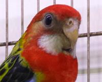 Rozele