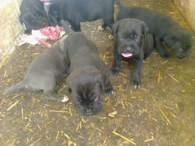 Cane corso štenci