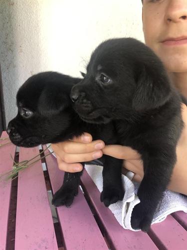 Labrador Retriver