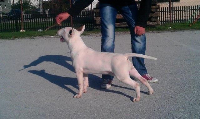 Bull-terrier