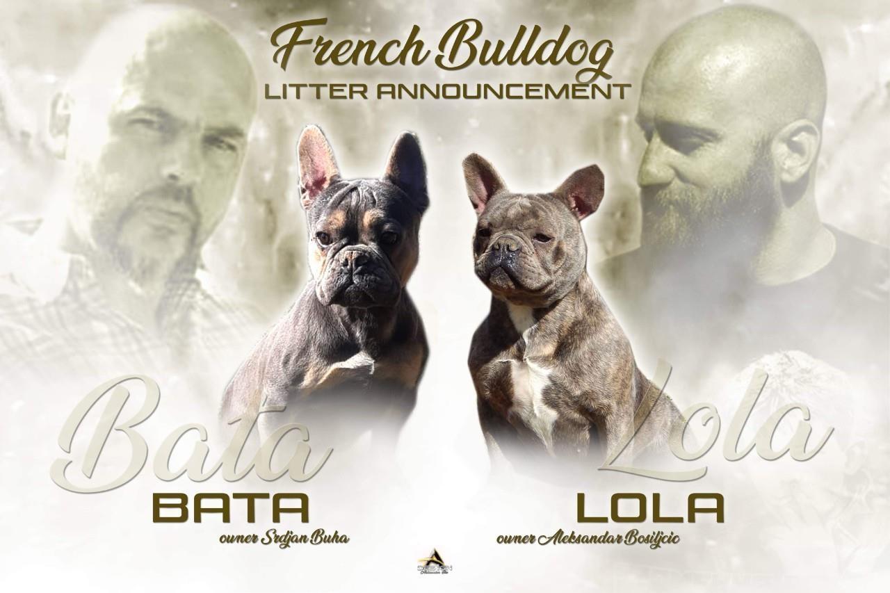 Francuski-buldog-štenci
