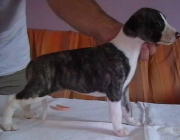 Whippet-mali engleski hrt - stenci