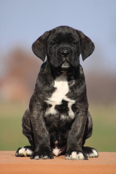 Cane-corso-štenci