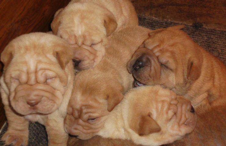 Sar-pej---Shar-pei--stenci