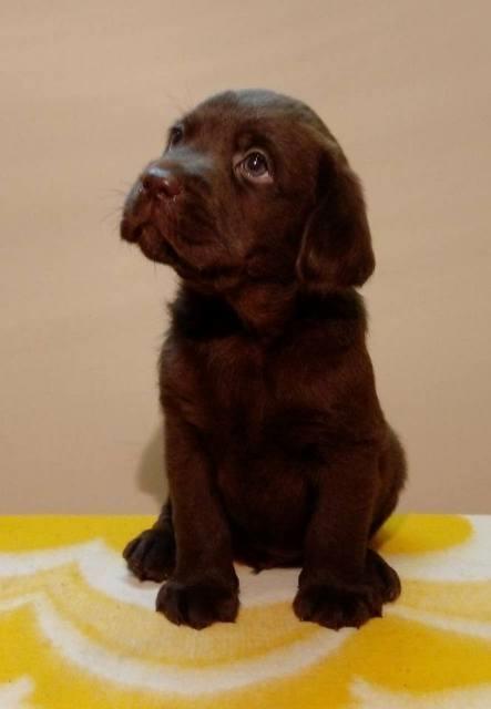 Labrador-Retriver--štenci