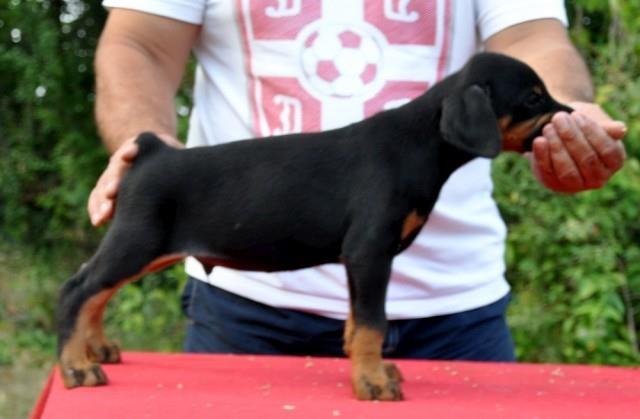 Doberman-stenad