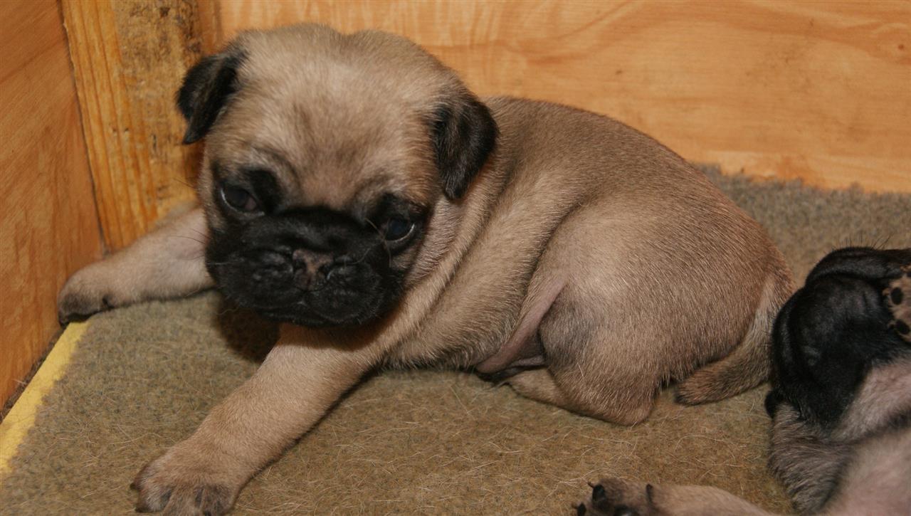 Mops-musko-stene
