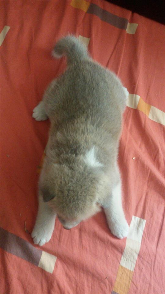 Akita-inu-štenci-