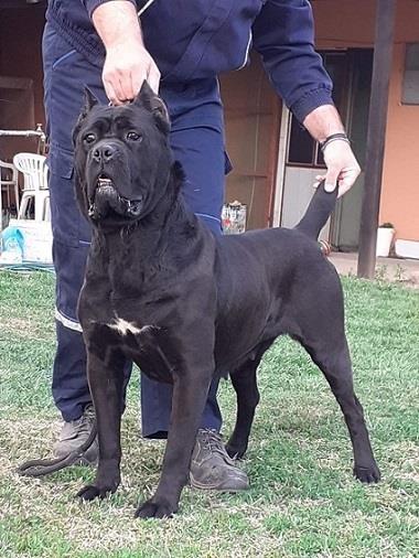 Cane-corso-štenci