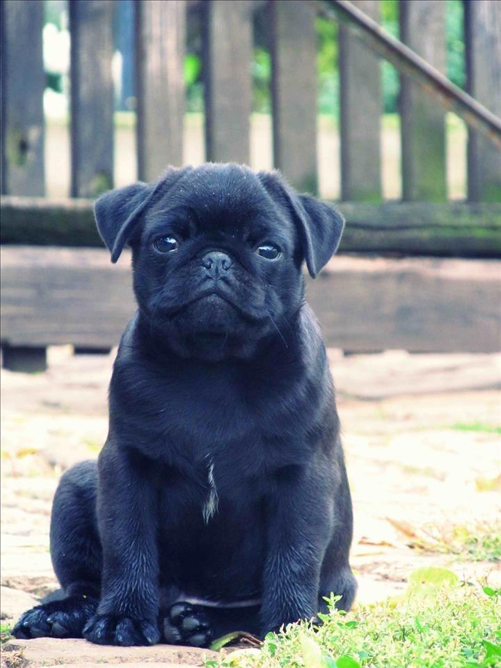 Mops--musko-stene--crno--staro-4-meseca