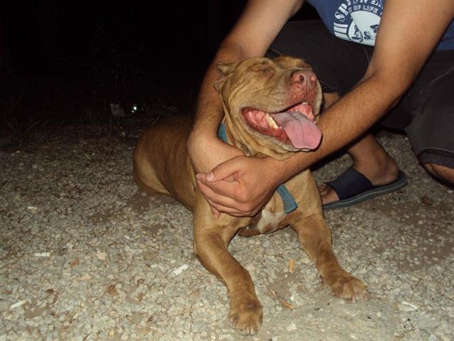 Pit-Bull