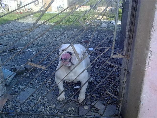 Engleski buldog