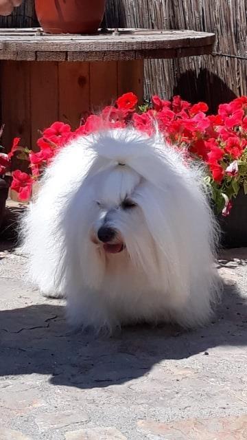 Cotton-de-Tulear