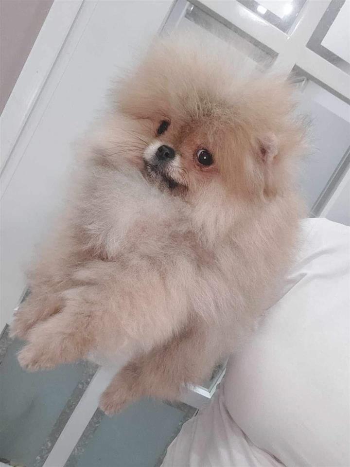 Pomeranac-