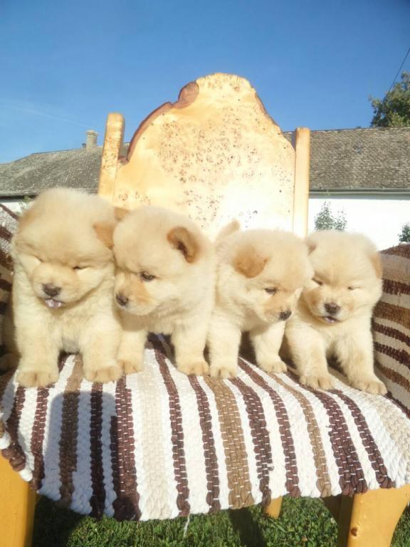 Chow-chow-cau-cau-stenad