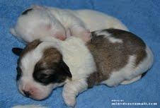 COTON DE TULEAR