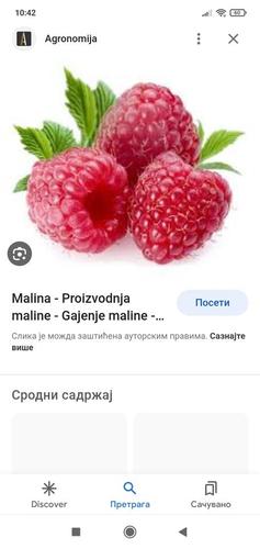 Branje malina 2023