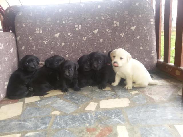 Labrador-retriver-stenci-