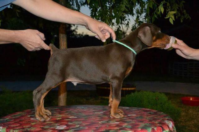 -DOBERMAN-štenad-