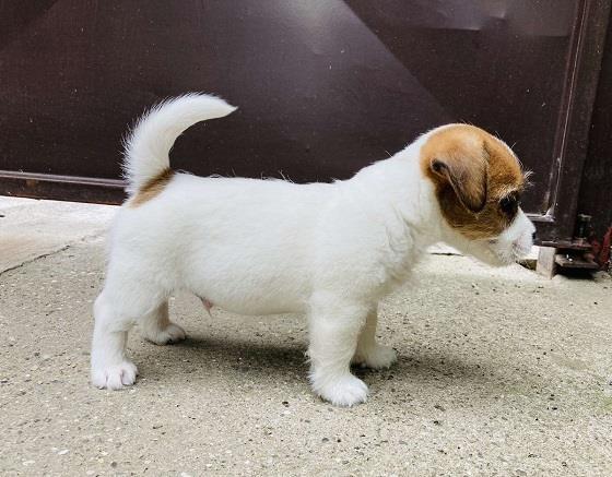 Dzek-Rasel-Terijer-stenci