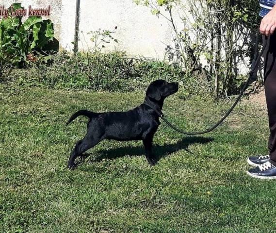Labrador-Retriver