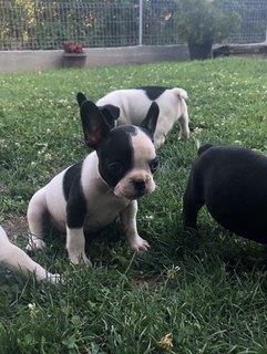Francuski-buldog-štenci