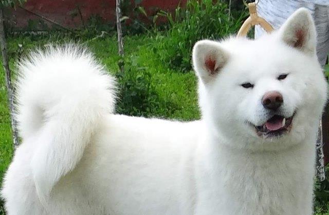 Akita-Inu