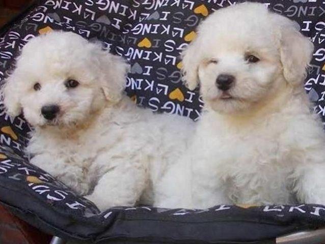 Bichon Frise - kovrdzavi bisoni
