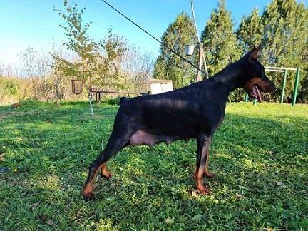Doberman-štenci-