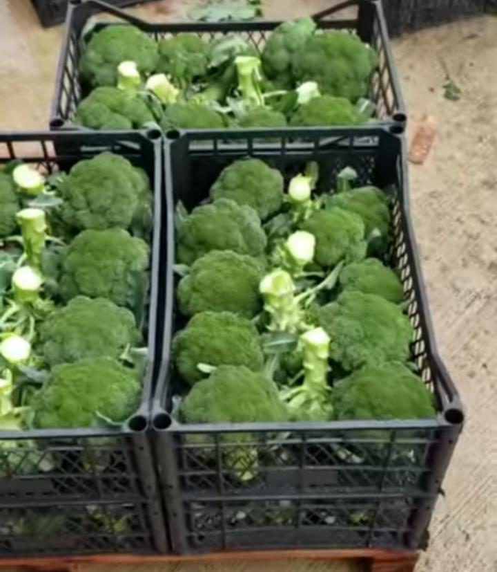 Export-povrca-Vegetables-Albania-Diva-Agro-Import-Export