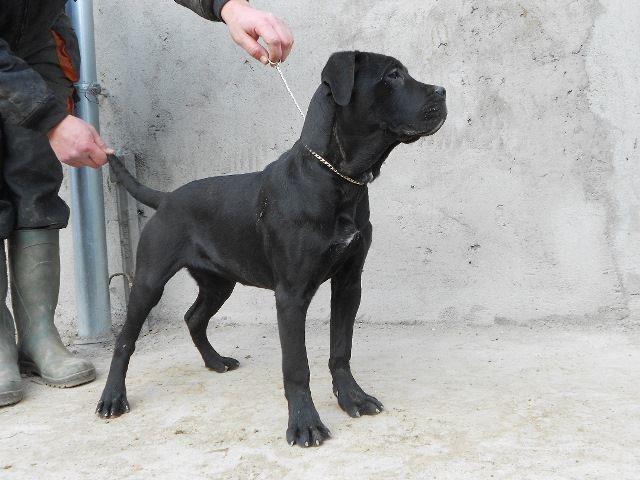 Cane-Corso-stenci-