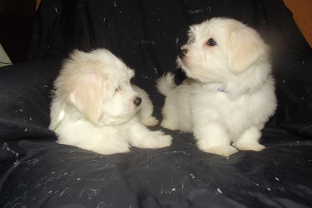 Coton-de-Tulear