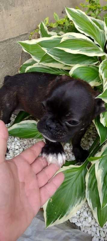 Francuski-buldog-štenci-