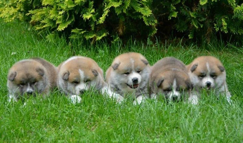 AKITA-INU---vrhunski-štenci