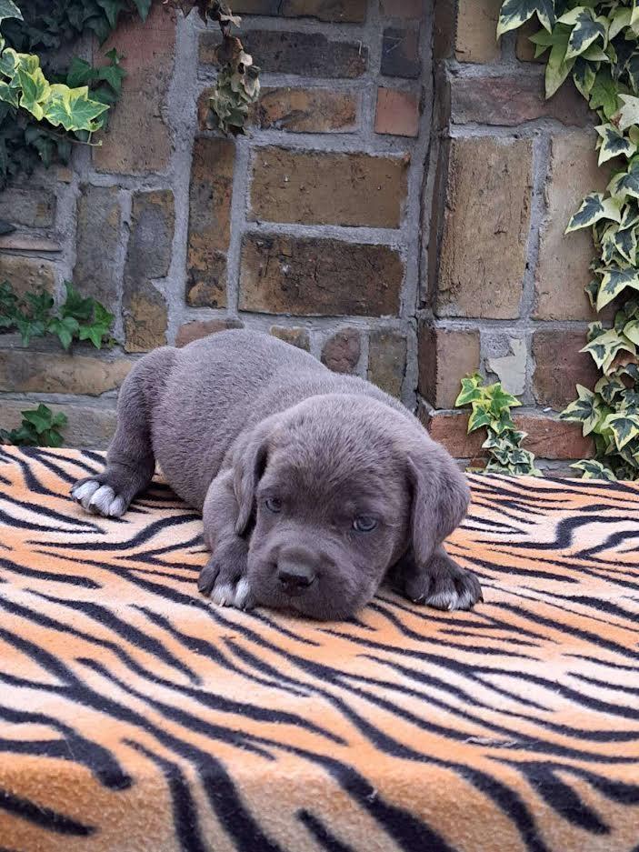 Cane-corso-