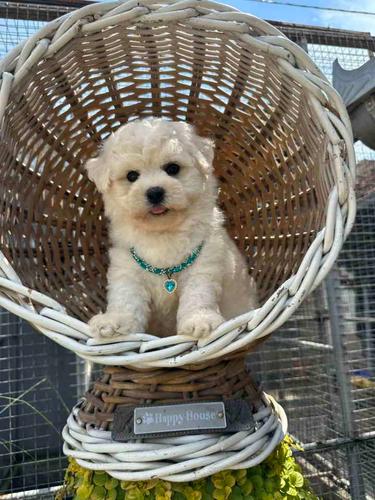 Bichon Frise štenci