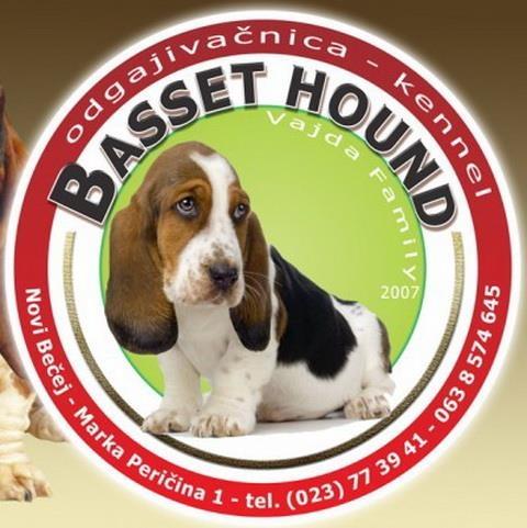 Basset-Hound-štenci-