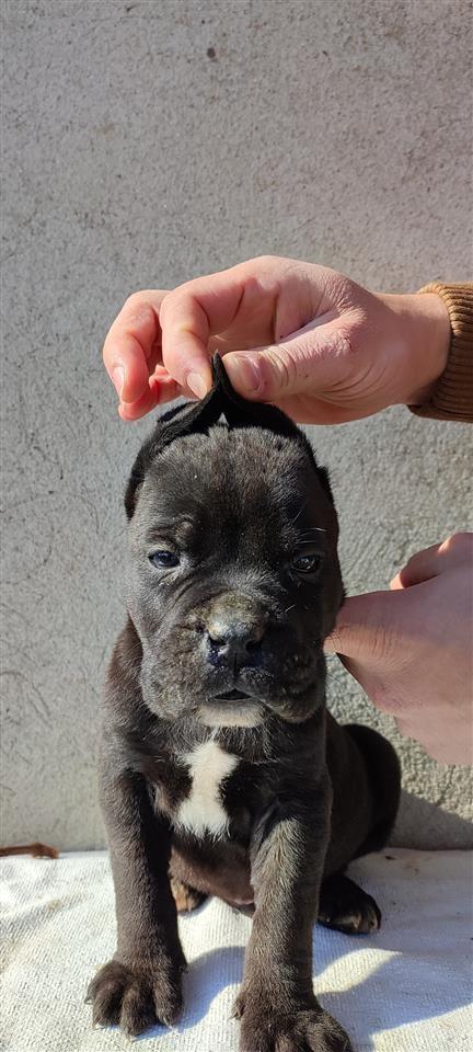 Cane-Corso