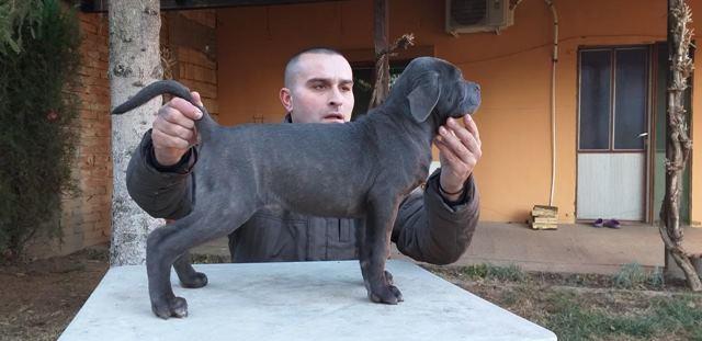 CANE CORSO