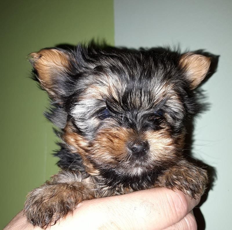 Mini-jorki-decko